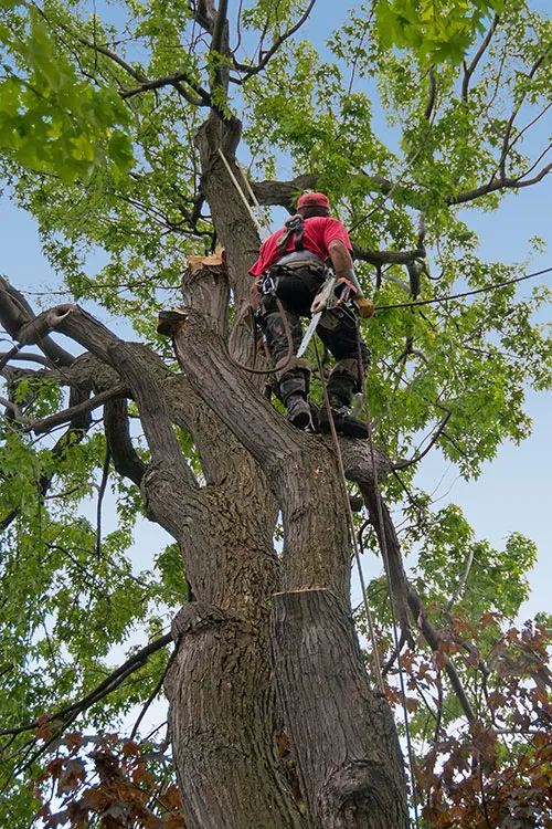 Arborist climbing a tree using safety gear, representing Terry's Tree Service, Inc. in Livermore, focusing on tree maintenance and care.