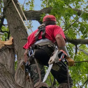 A professional arborist from Terry's Tree Service, Inc. wearing safety gear and holding a chainsaw while working in a tree in Livermore.