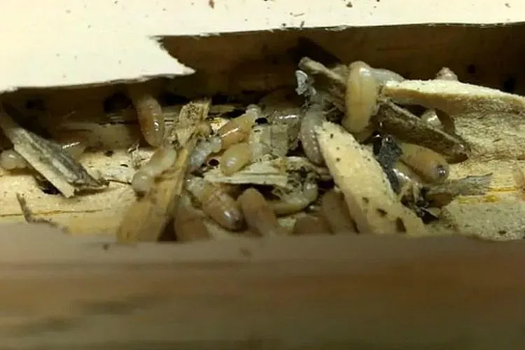 Close-up image of termites infesting wooden material, showcasing the damage they cause, addressed by Thrasher Termite & Pest Control, Inc. in Los Gatos.