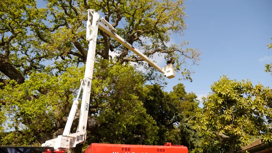 An arborist in a lift carefully trims a large tree against a clear blue sky, using specialized equipment from West Valley Arborists, Inc. in Campbell.