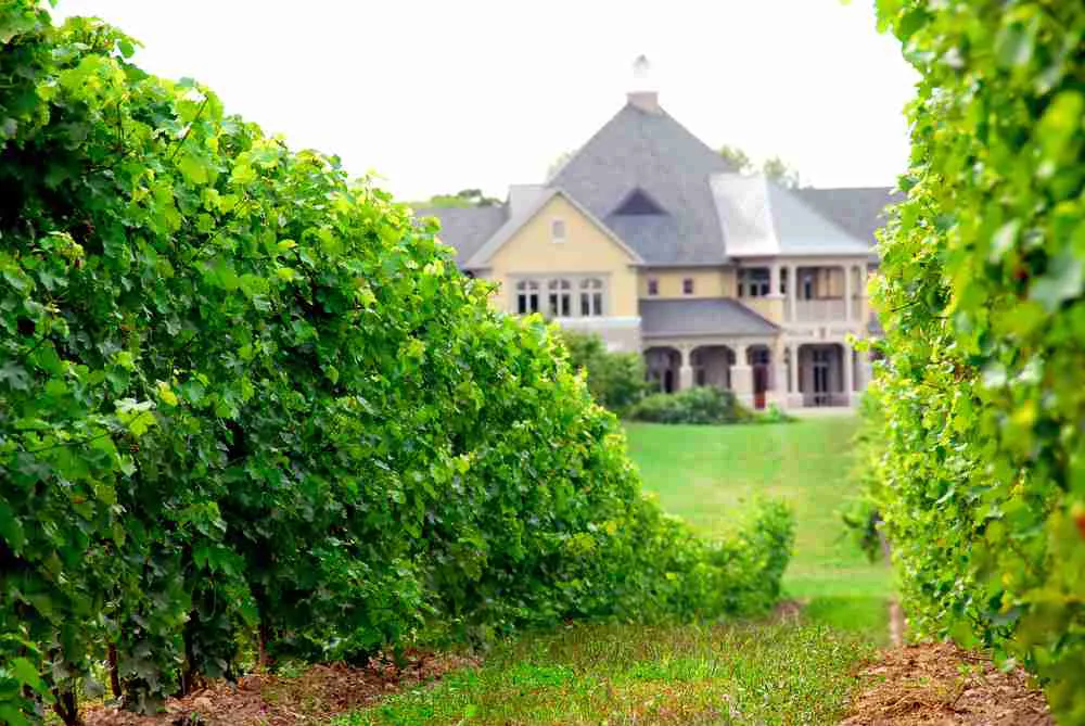 Rows of lush grapevines leading to a large house, enhanced by the expert touch of Wine Country Painters, Inc. in Sebastopol.
