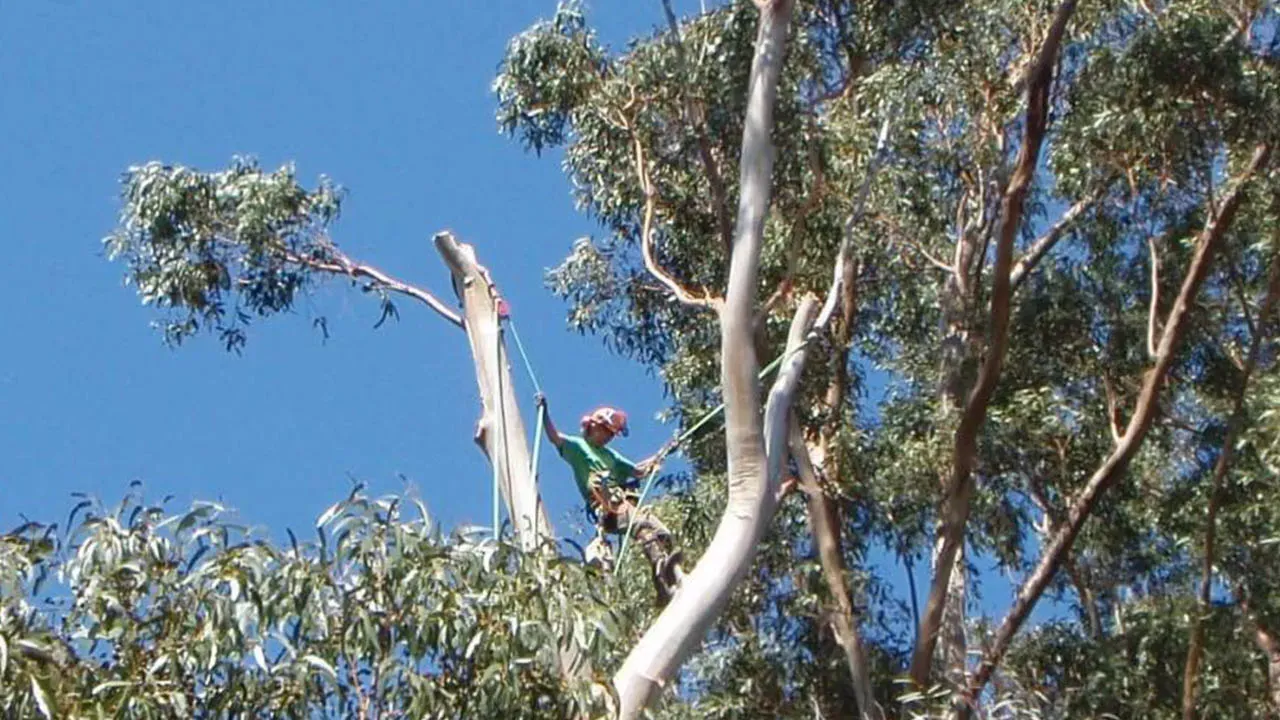 A tree service professional from World Tree Service, Inc. carefully trims branches at the top of a tall tree in San Anselmo against a clear blue sky.